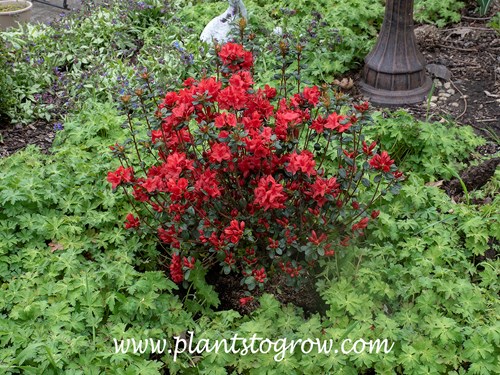 Stewartstonian Rhododendron
A newly planted plant.